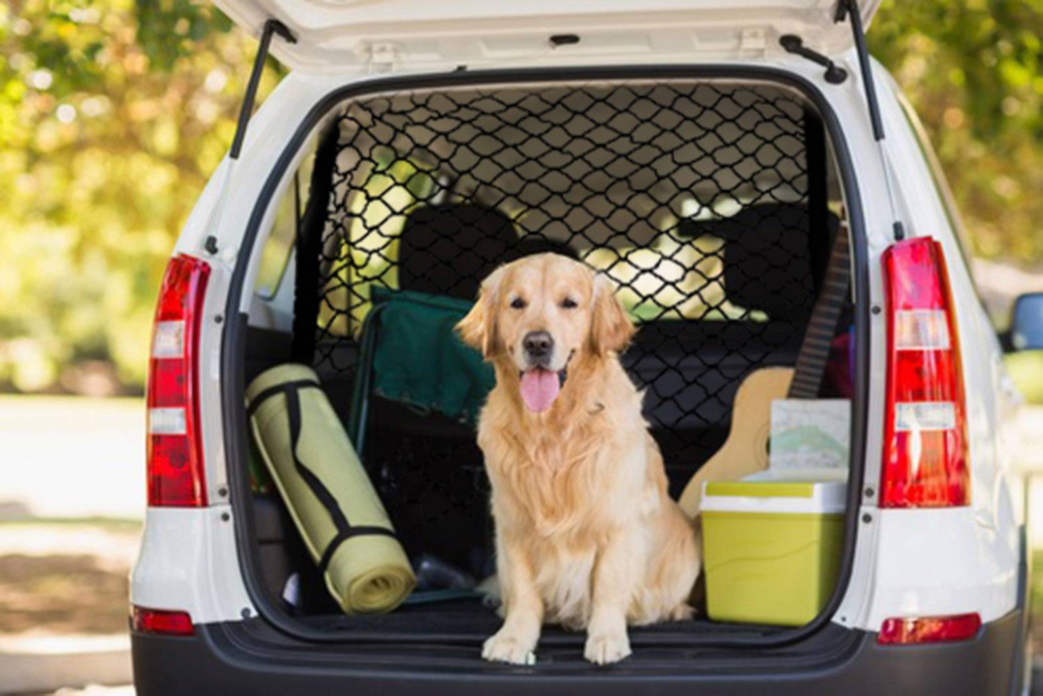 Ein freundlicher, goldener Retriever sitzt im Kofferraum eines Autos, umgeben von Campingausrüstung wie einer Kühlbox und Isomatte.