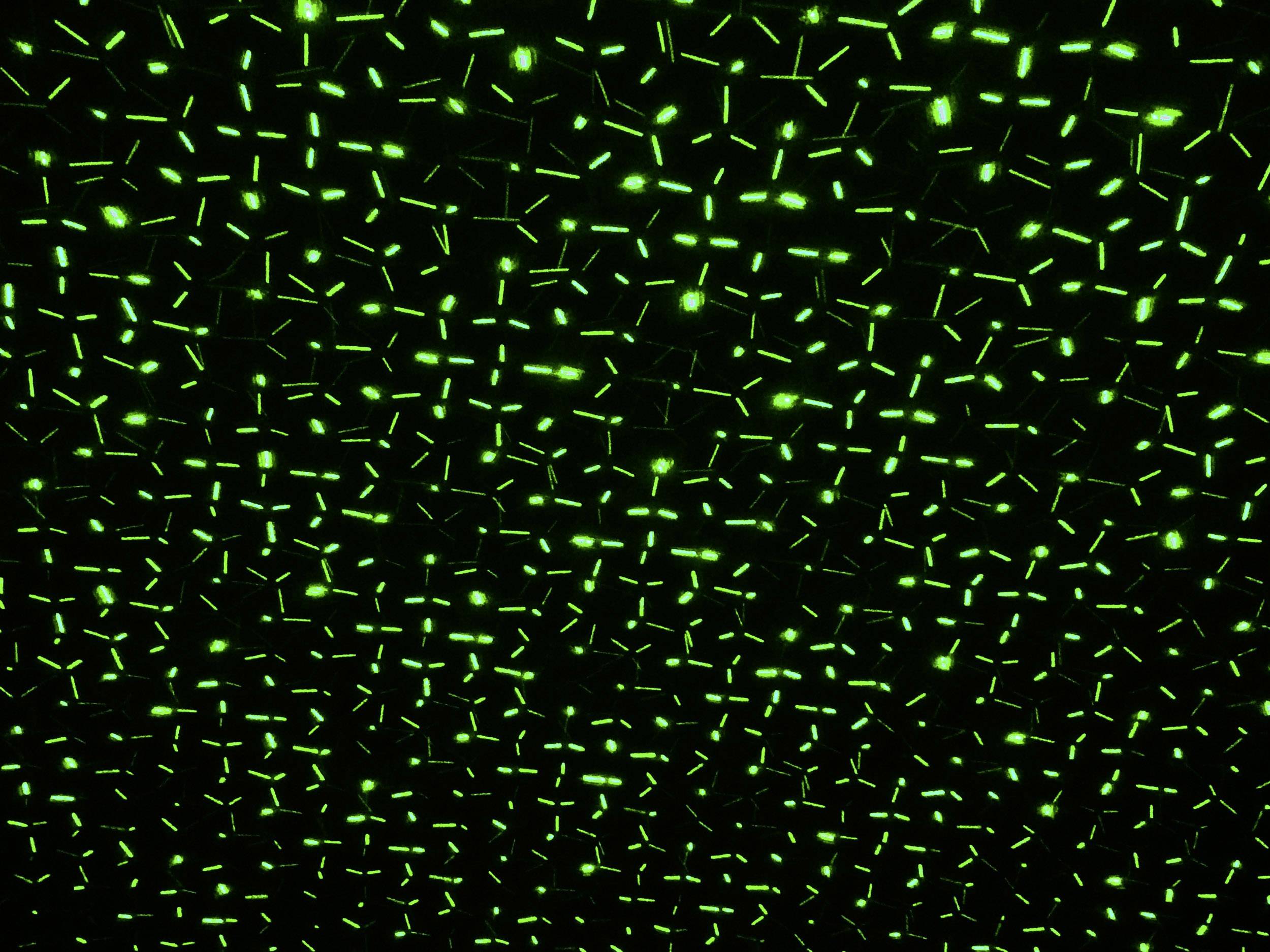 Näve 5200861 Gartenlaser Schwarz