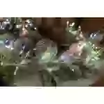 Konstsmide 6332-590 Micro-Lichterkette Innen netzbetrieben Anzahl Leuchtmittel 360 LED RGB Beleuchtete Länge: 3.6m Konstsmide 6332-590 Micro-Lichterkette Innen netzbetrieben Anzahl Leuchtmittel 360 LED RGB Beleuchtete Länge: 3.6m