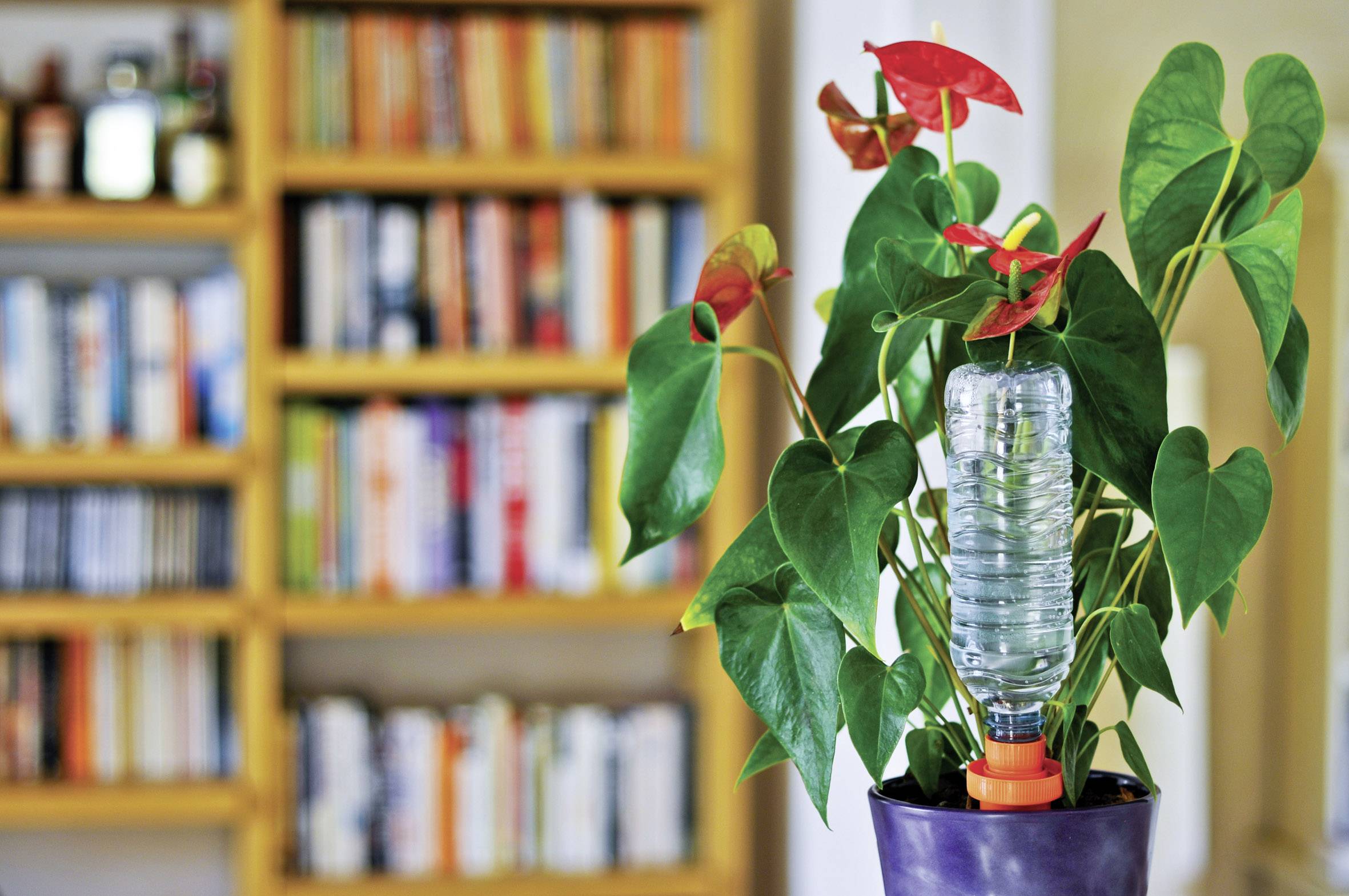 Hozelock 2715 3465 Aquasolo Urlaubsbewässerung