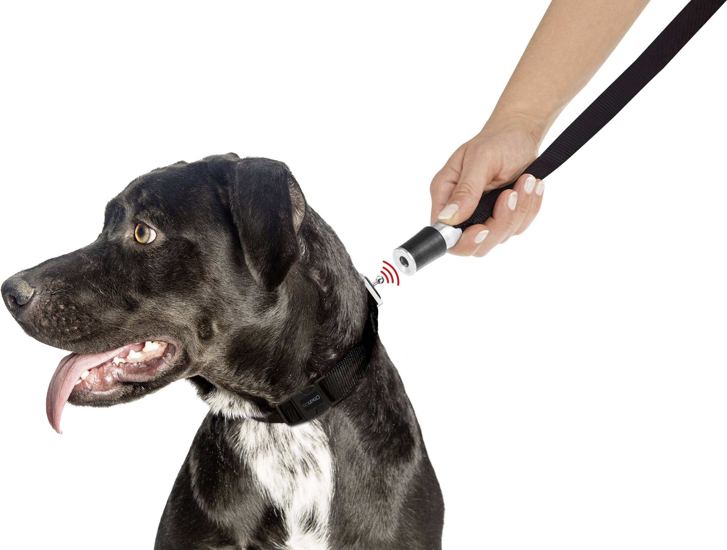 Hundeleine mit Halsband GoLeyGo Schwarz Kleider-Größe L 1 St.
