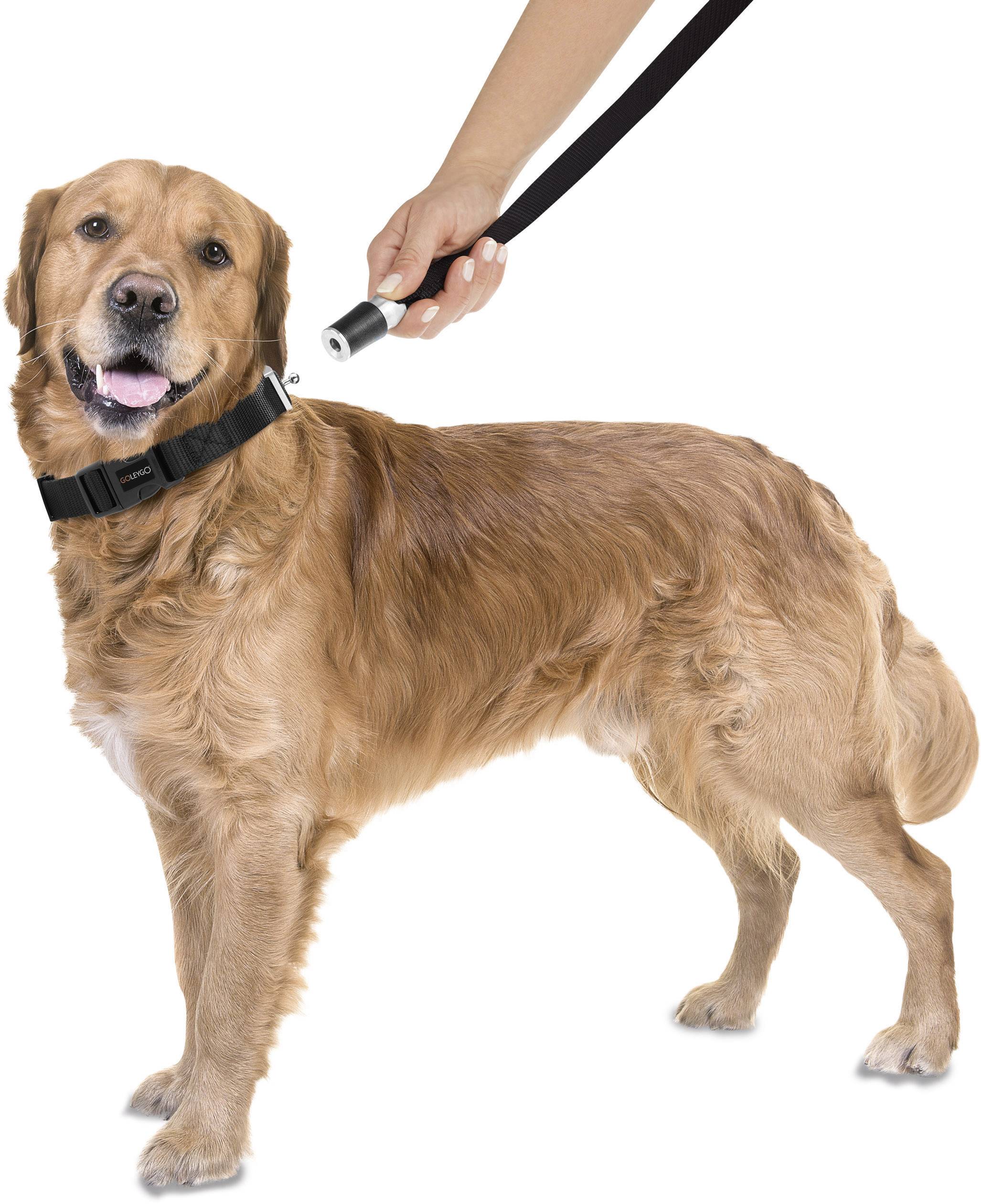 Hundeleine mit Halsband GoLeyGo Schwarz Kleider-Größe L 1 St.