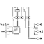 Phoenix Contact PLC-BPT- 24DC/ 1/ACT Support relais 10 pc(s)