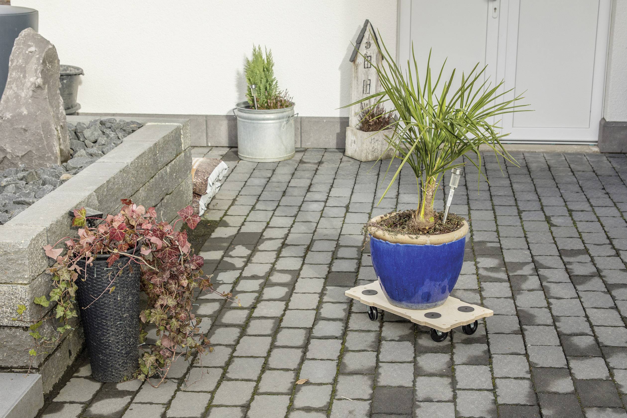 Pflanze in blauem Topf auf rollbarem Untersetzer auf gepflastertem Boden, neben zwei weiteren Pflanzgefäßen und dekorativen Elementen.