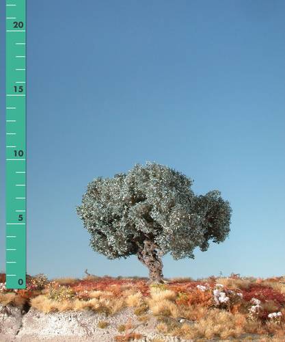 245-12 Baum Olivenbaum 1 St.