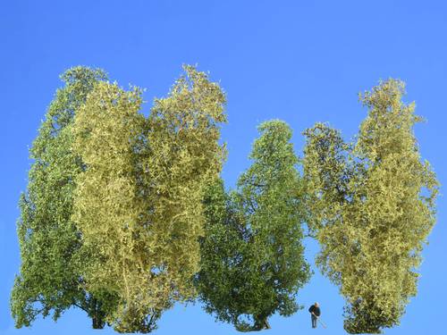 SH Filigranbüsche Frühling