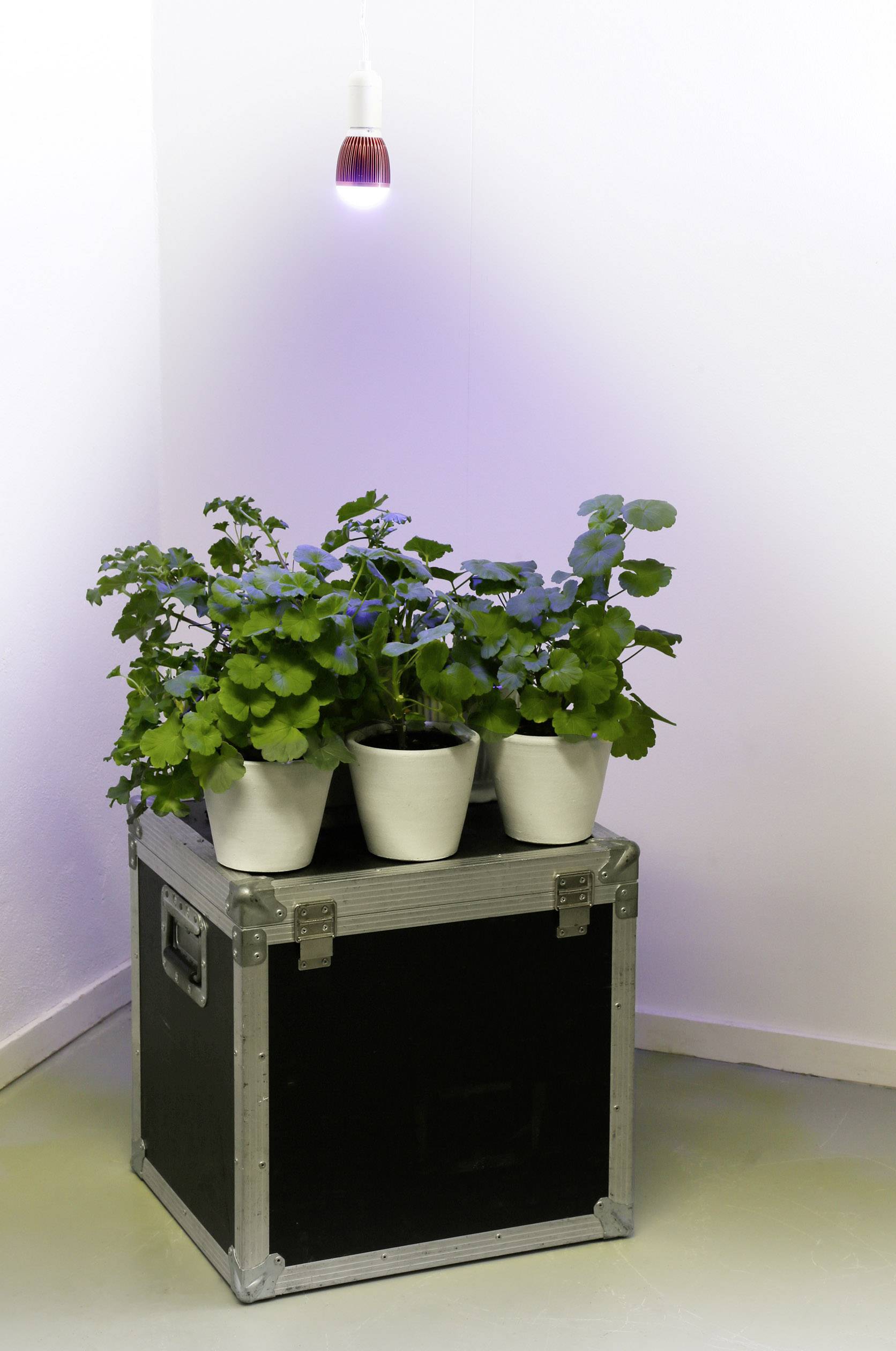 Drei Topfpflanzen stehen auf einer schwarzen Box in einer Ecke. Über den Pflanzen hängt eine kleine, leuchtende Lampe.