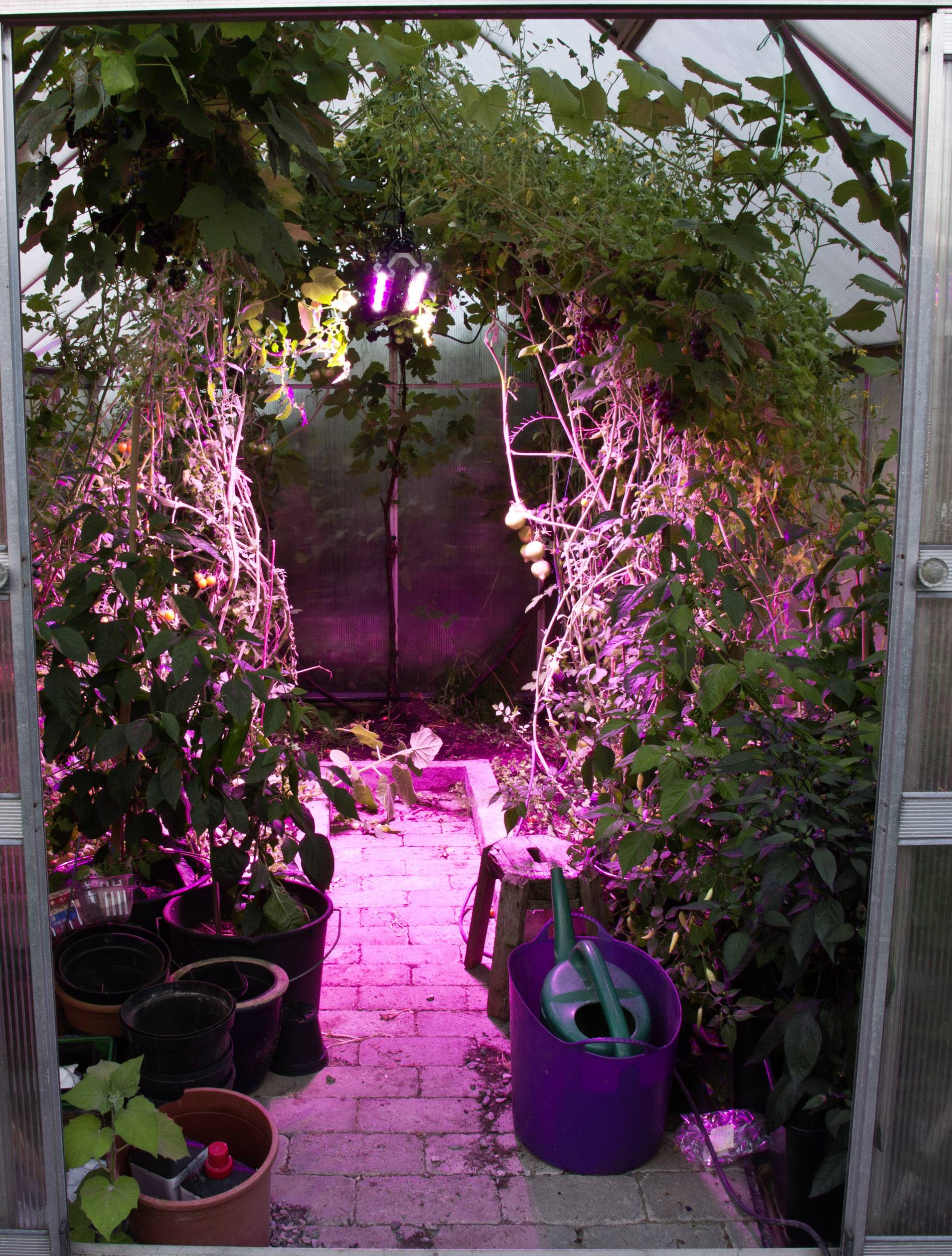 Ein Gewächshaus mit rosa Beleuchtung, zahlreichen Pflanzen in Töpfen und einer Gießkanne auf dem Boden.