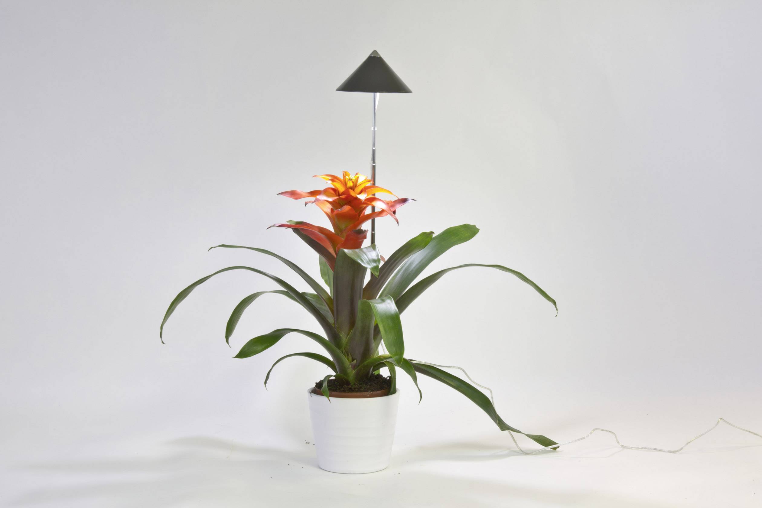 Venso LED-Pflanzenlampe SUNLiTE LED fest eingebaut 7 W Neutralweiß 1 St.