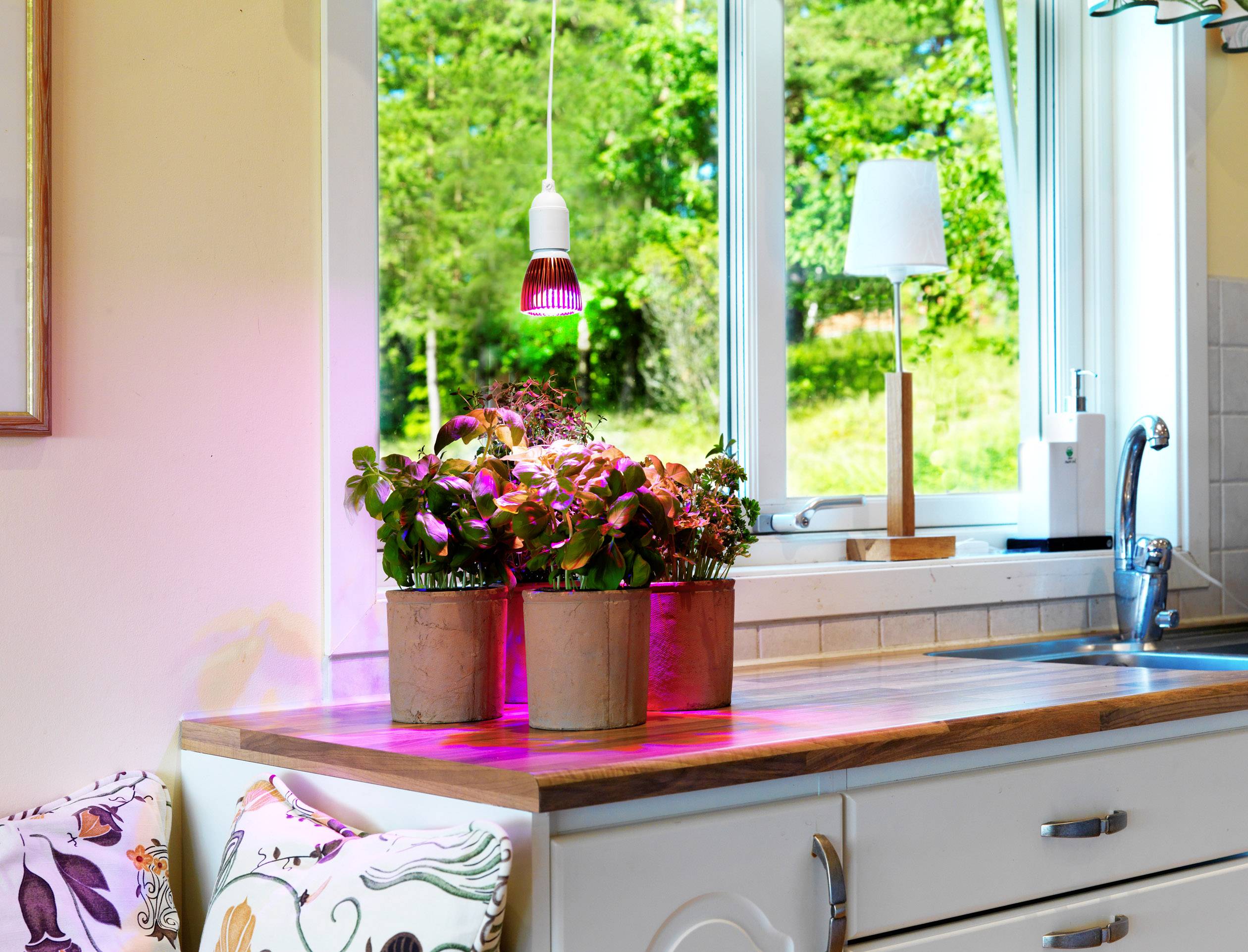 Venso Pflanzenlampe 89.5 mm E27 6 W Neutralweiß Glühlampenform 1 St.