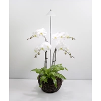 Venso LED-Pflanzenlampe SUNLiTE 230V LED fest eingebaut 7W Neutralweiß 1St. Venso LED-Pflanzenlampe SUNLiTE 230V LED fest eingebaut 7W Neutralweiß 1St.