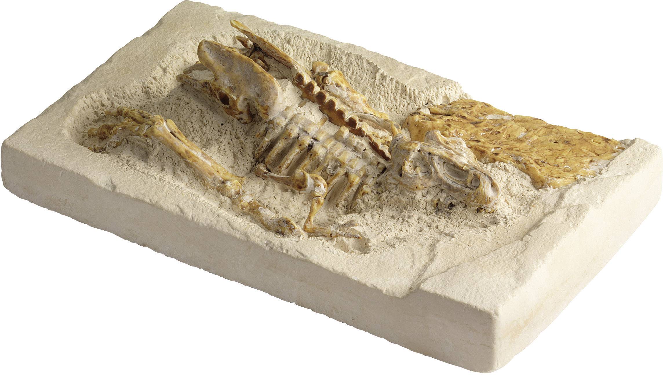 Kosmos 630041 Ausgrabungsset T-Rex 3-D Triops & Dinosaurier Experimentierkasten ab 7 Jahre