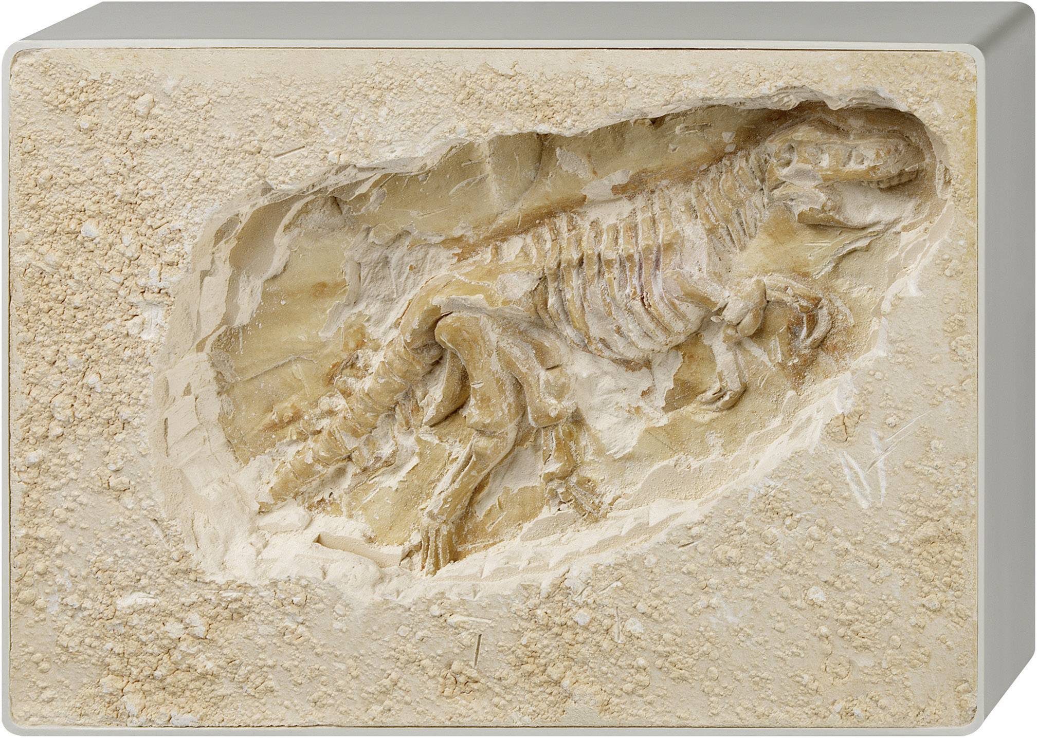 Kosmos 630362 Tyrannosaurus Rex Triops & Dinosaurier Experimentierkasten ab 7 Jahre