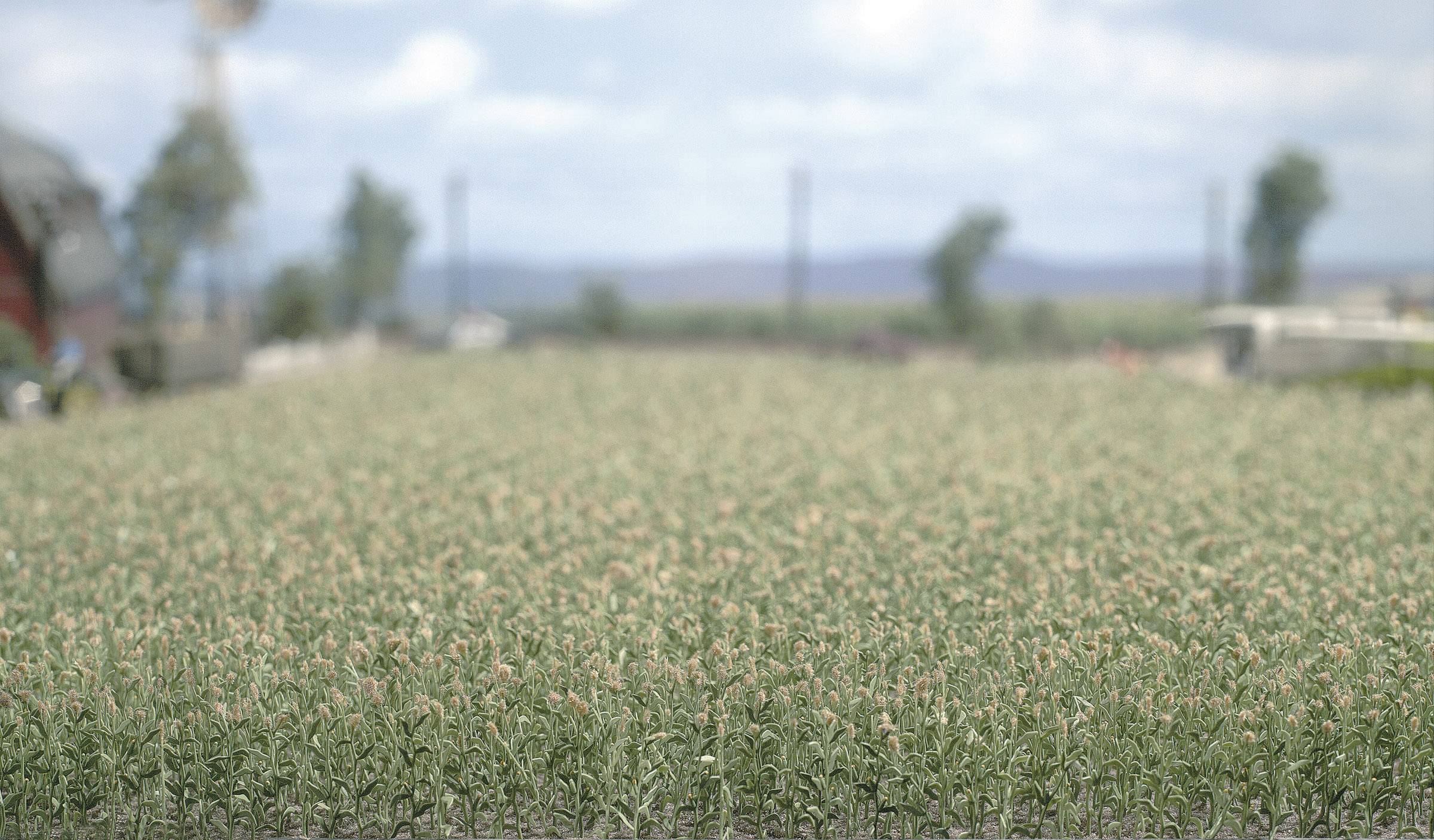 Busch 1202 H0 Maisfeld Fertigmodell