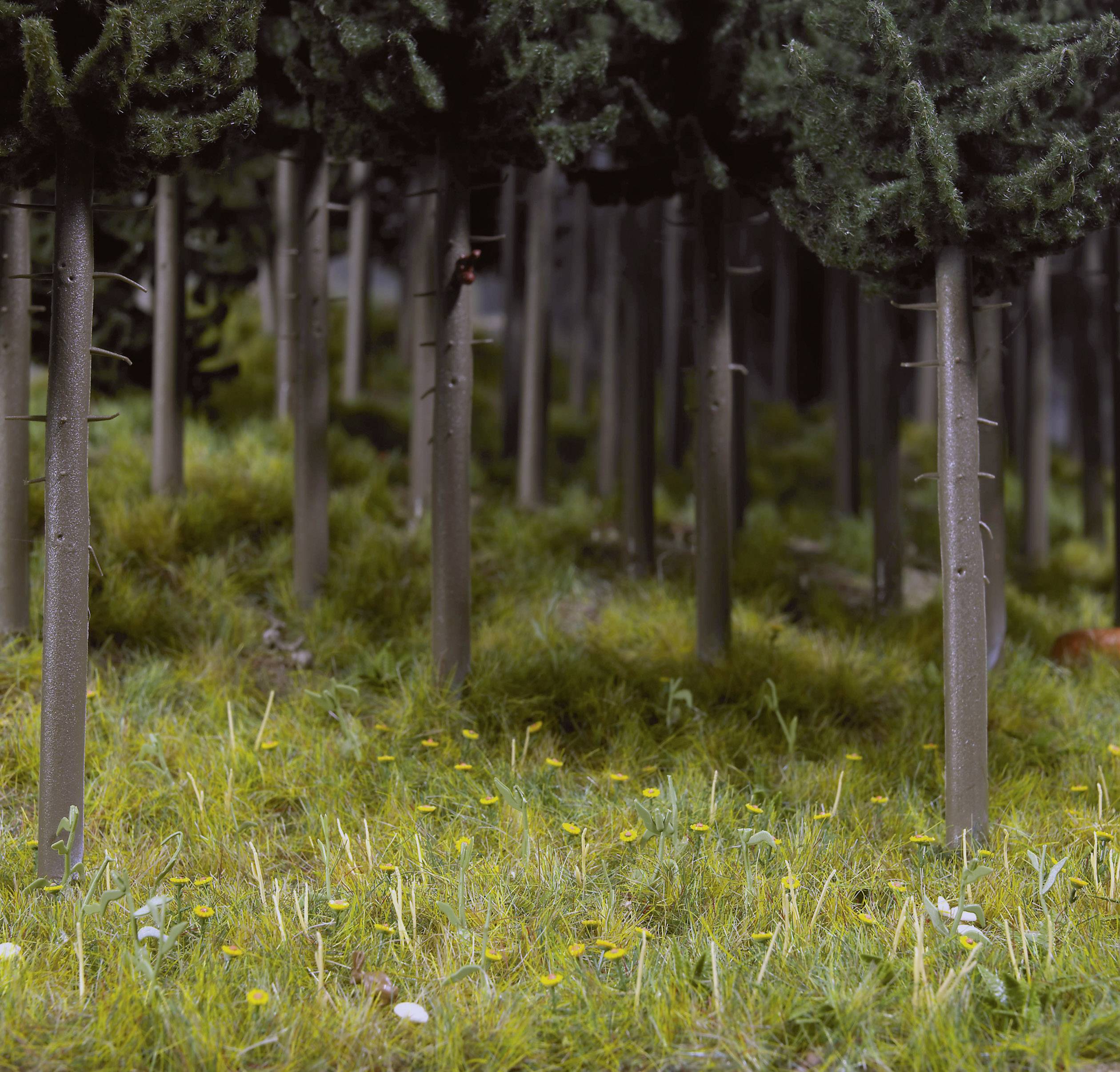 Wald mit hohen, schlanken Bäumen und dichtem, grünem Bodenbewuchs. Sonnenlicht dringt leicht durch die Baumkronen.