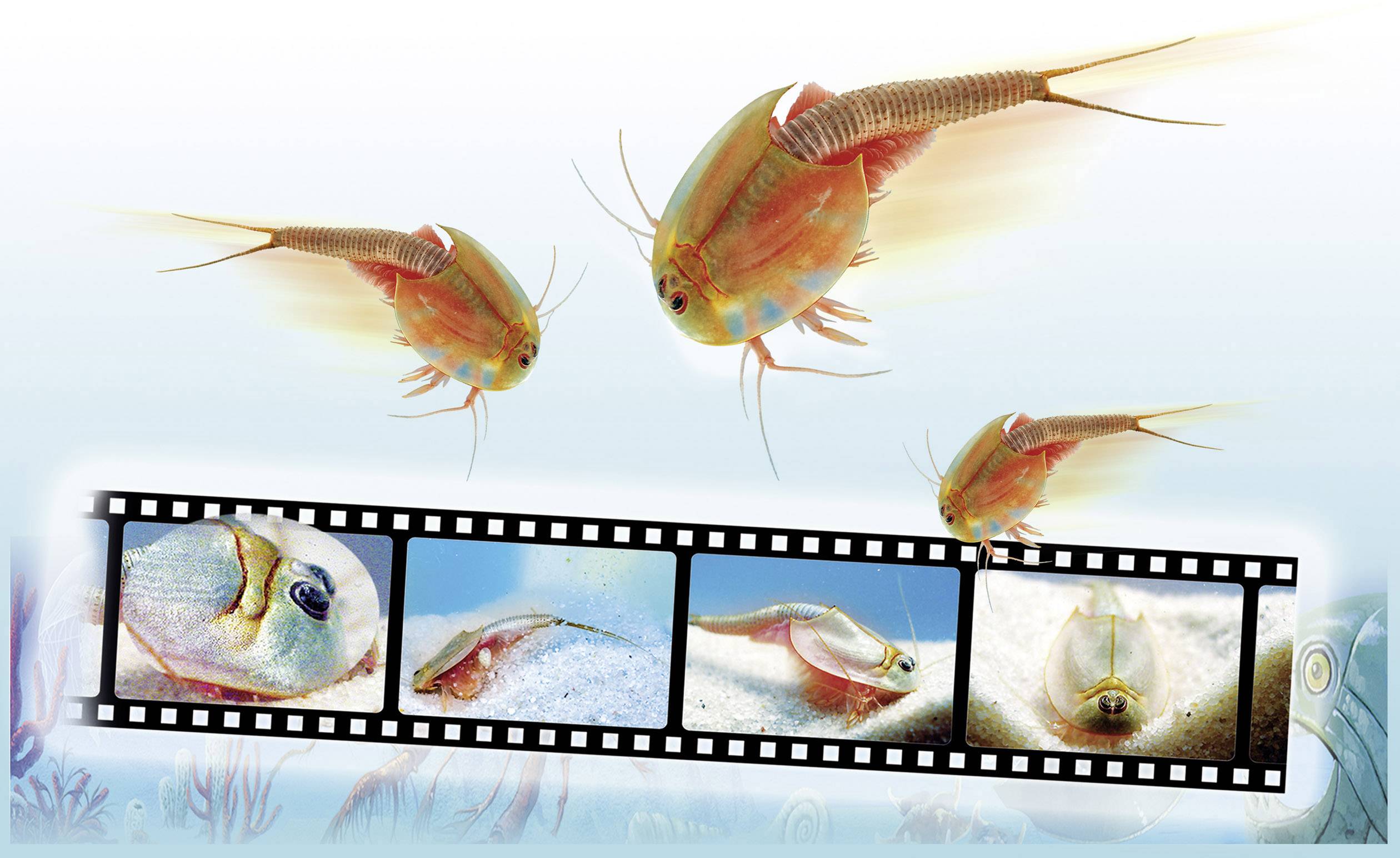 Clementoni 69935 Galileo-Orig.Triops Nachfülls. Triops & Dinosaurier Experimentierkasten ab 8 Jahre