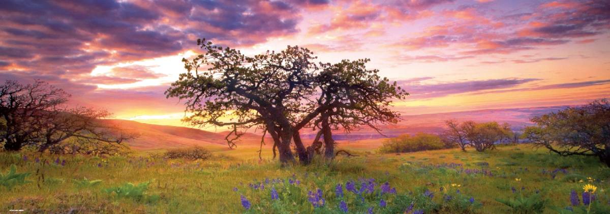 Pz. AvH Panorama Oak Tree 2000T.