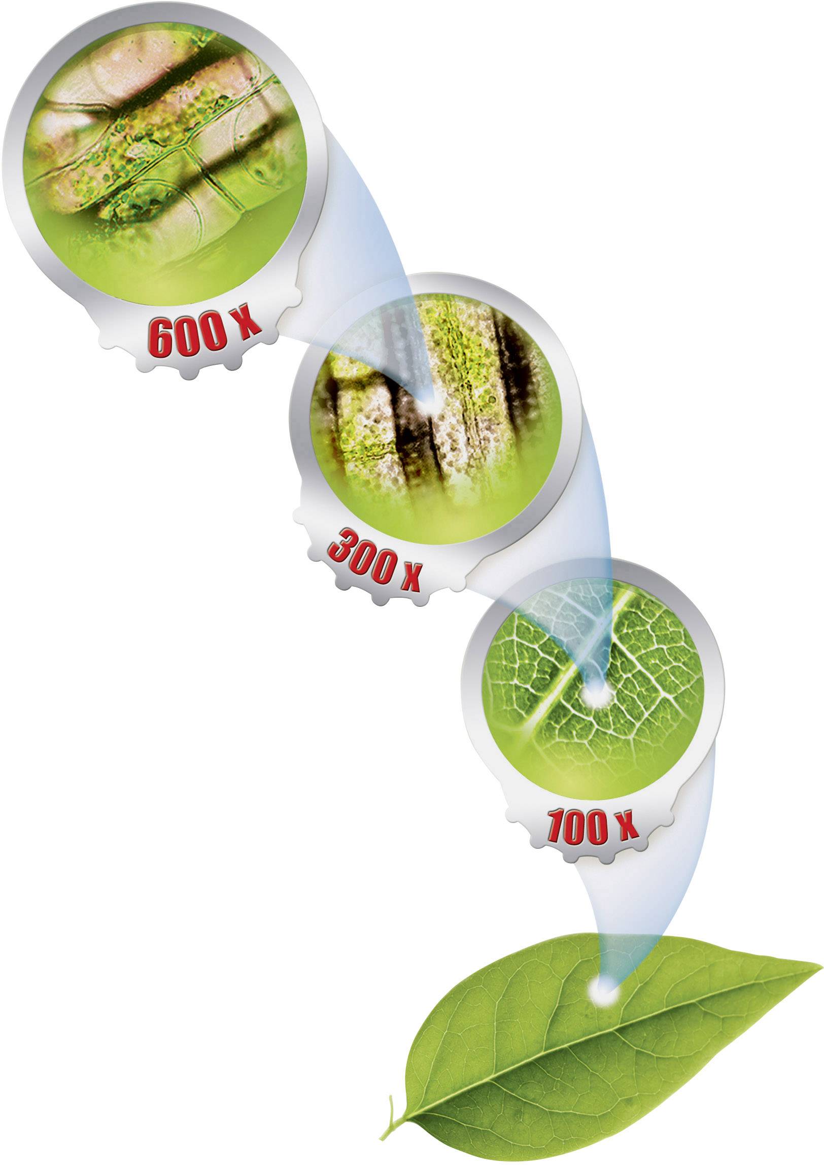 Clementoni Galileo - Natur unter dem Mikroskop TV 69804 Experimentierkasten