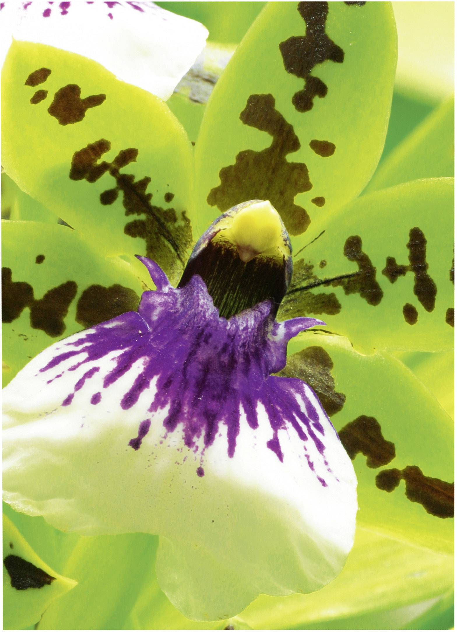 Avery-Zweckform 2559-20 Fotopapier DIN A4 20 Blatt Fotoqualität, Seidenmatt, Spezialbeschichtet, Optimiert für Tintenstrahl