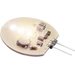 ProCar Ersatzleuchtmittel 57429061 57429060 LED G4 LED 12 V, 24V (Ø x H) 30mm x 4mm ProCar Ersatzleuchtmittel 57429061 57429060 LED G4 LED 12 V, 24V (Ø x H) 30mm x 4mm