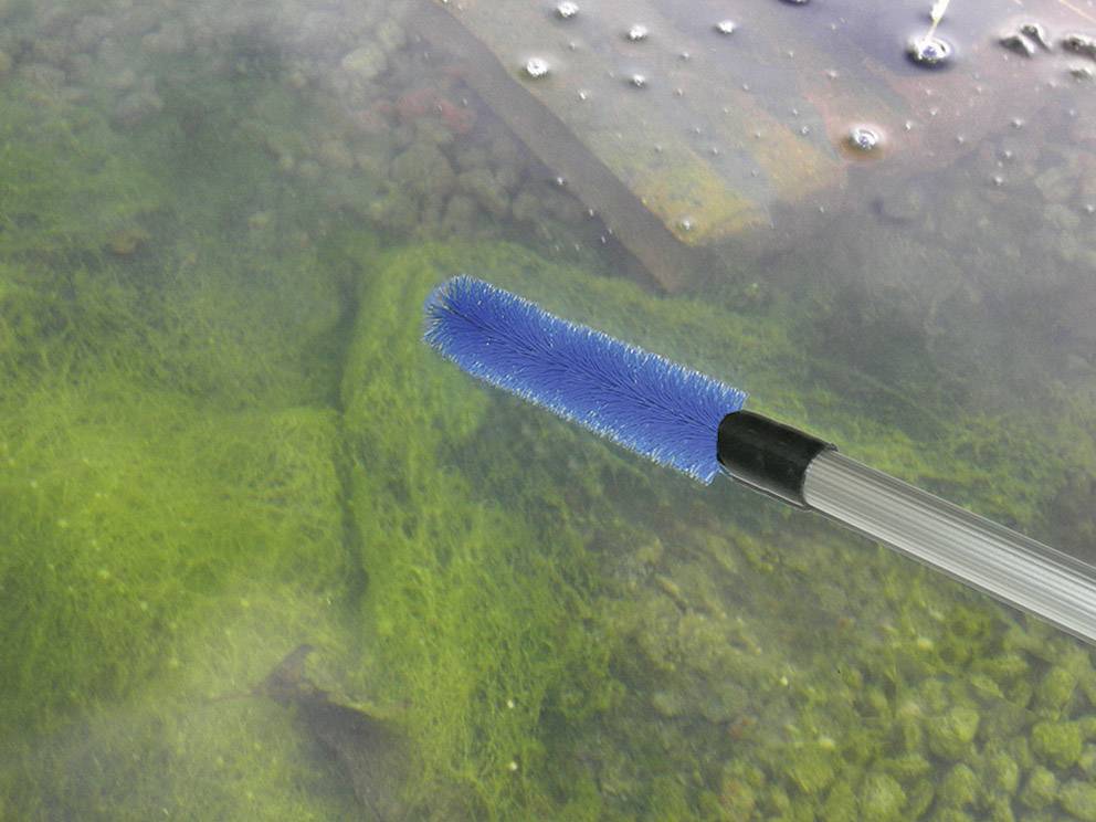 Ein blauer Reinigungsbürstenkopf über eine teilweise mit Algen bedeckte Wasseroberfläche; Unterwassersteine sind sichtbar.