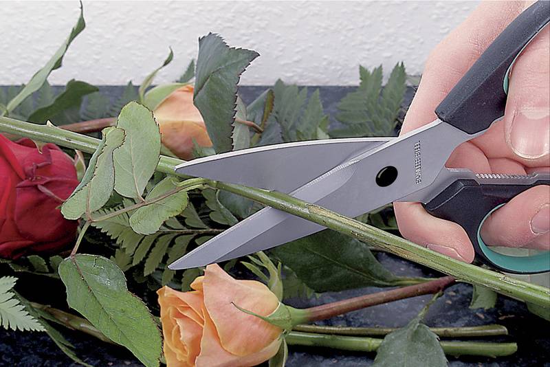 Eine Hand schneidet mit einer Schere den Stiel einer Rose. Im Hintergrund liegen weitere Rosen mit bunten Blüten.