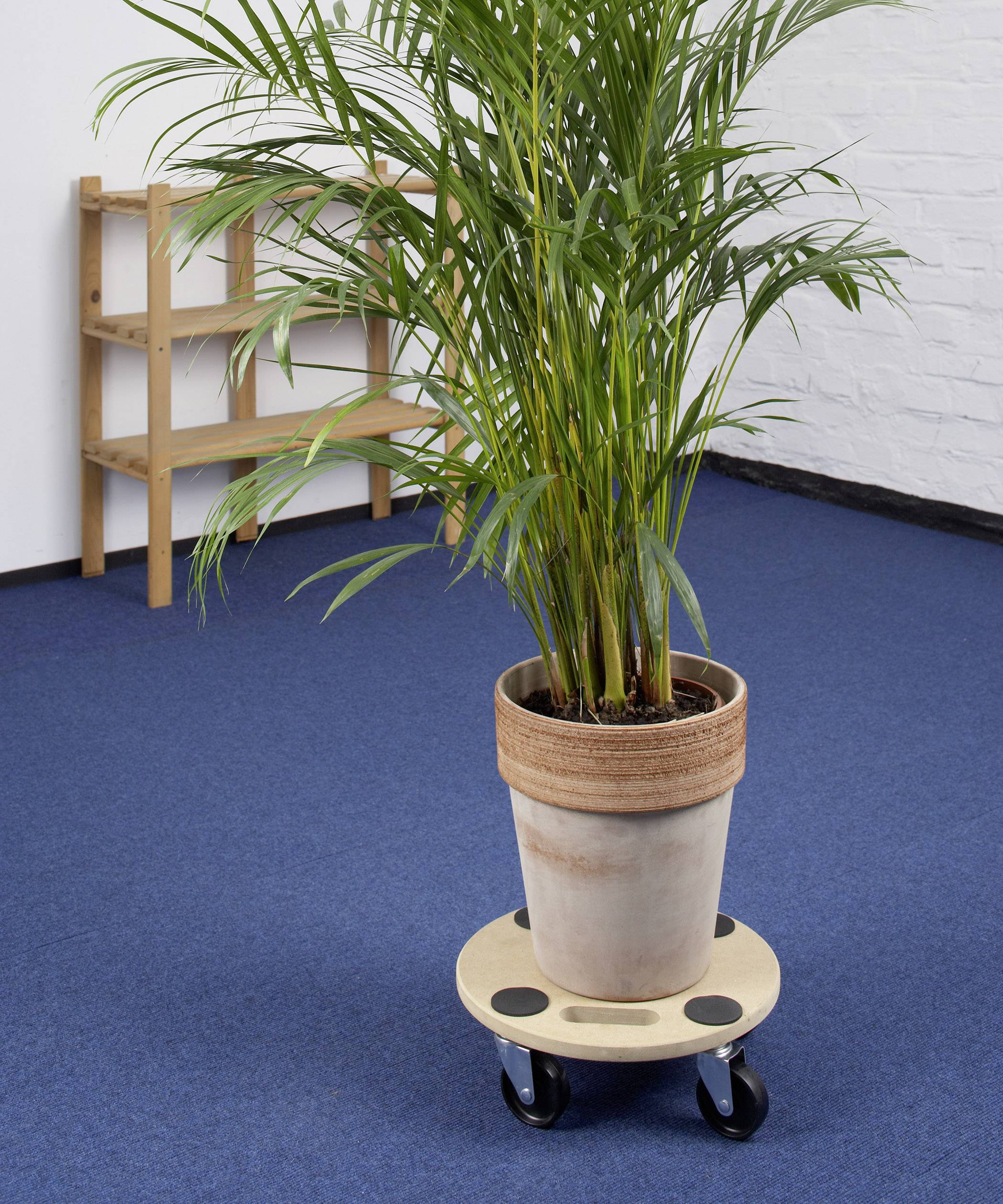 Eine Zimmerpflanze in einem großen Topf steht auf einem Rollwagen auf blauem Teppichboden, im Hintergrund ein Holzregal.