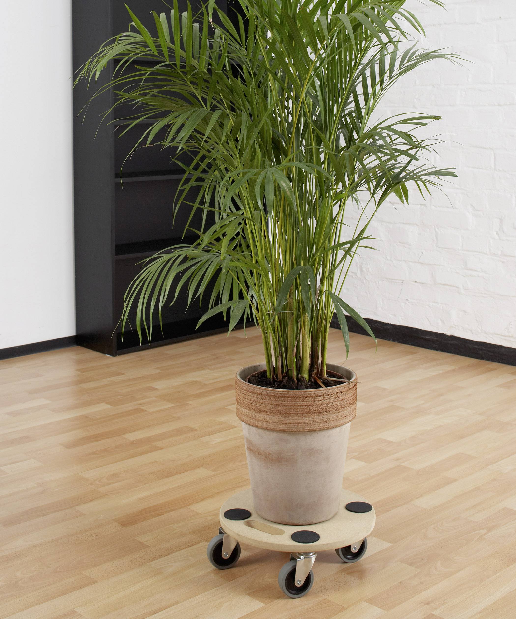 Meister Werkzeuge 0821360 Transportroller Holz Traglast (max.): 150kg 350mm x 350mm x 100mm Anzahl Lenkrollen 4