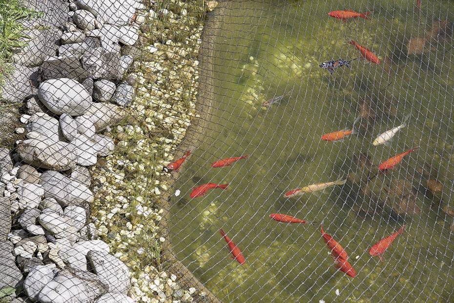 Teich mit Netzabdeckung, in dem mehrere orangefarbene und weiße Fische schwimmen; umgeben von Steinen und Kies.
