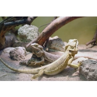 Arnold Rak HK-18,0-F Heizkabel 230V 270W 18m mit Frostschutzfunktion Arnold Rak HK-18,0-F Heizkabel 230V 270W 18m mit Frostschutzfunktion