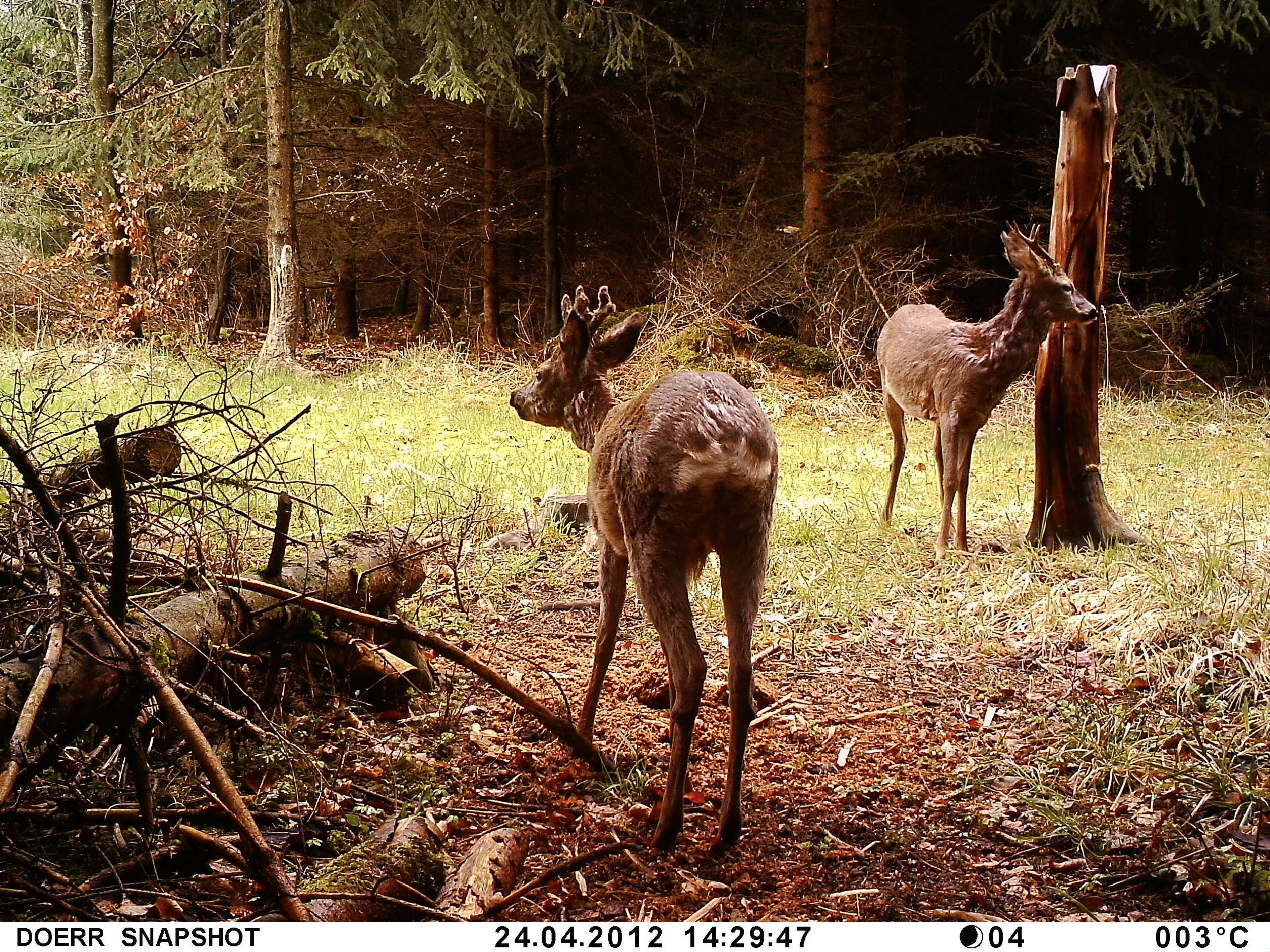 DÖRR SnapShot MiniBlack Wildkamera 12 Megapixel Tonaufzeichnung Camouflage