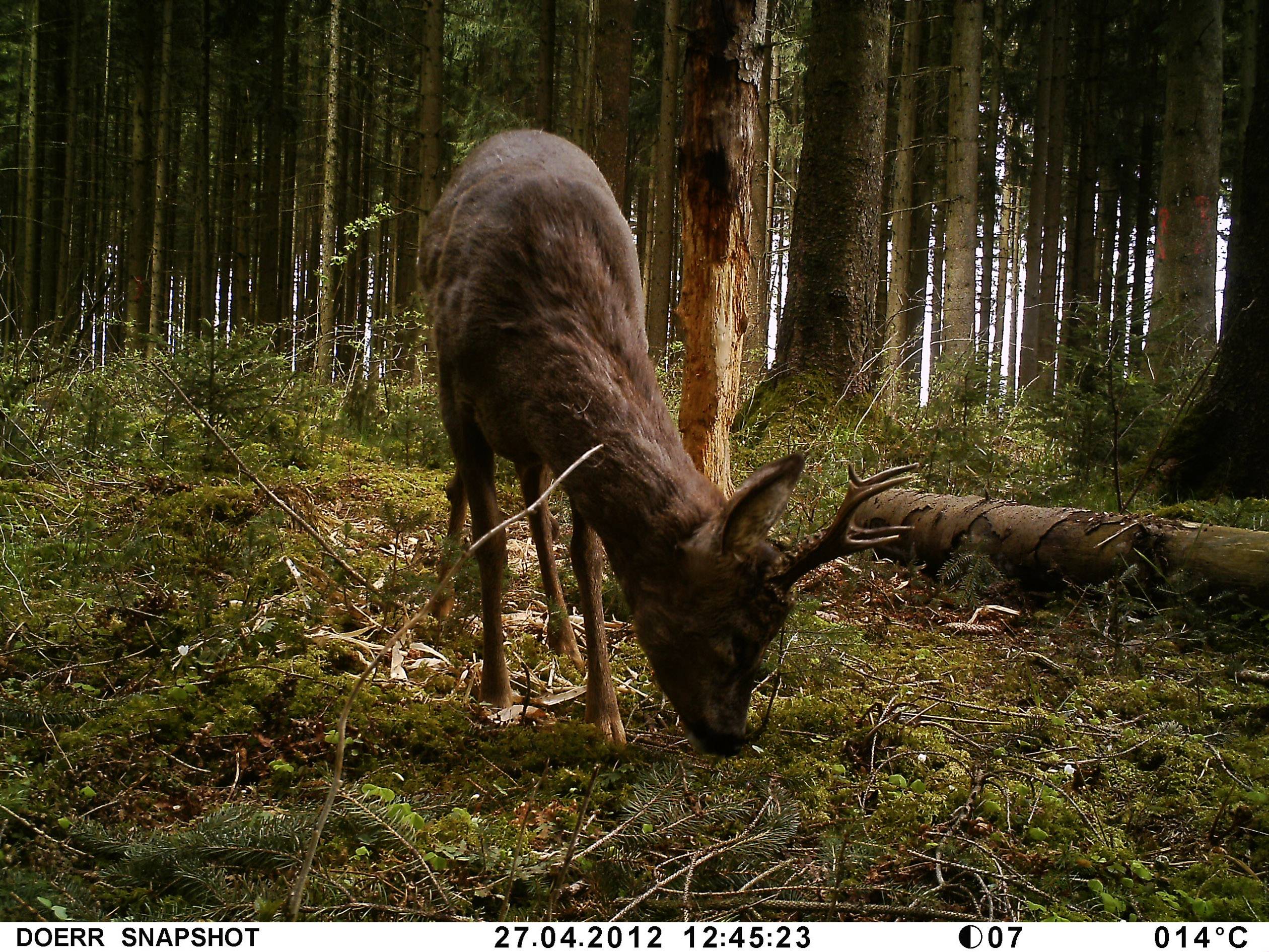 DÖRR SnapShot Mobil 5.1 Wildkamera 12 Megapixel Black LEDs, GSM-Modul Camouflage