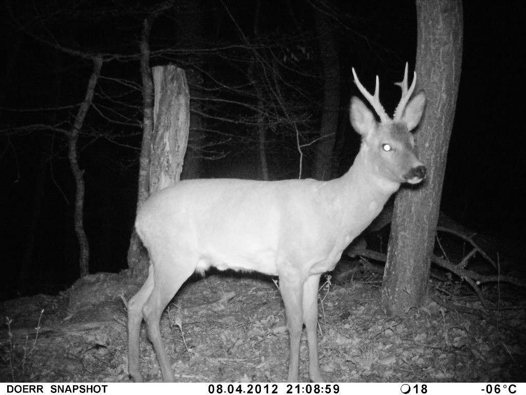 DÖRR SnapShot Mobil 5.1 Wildkamera 12 Megapixel Black LEDs, GSM-Modul Camouflage