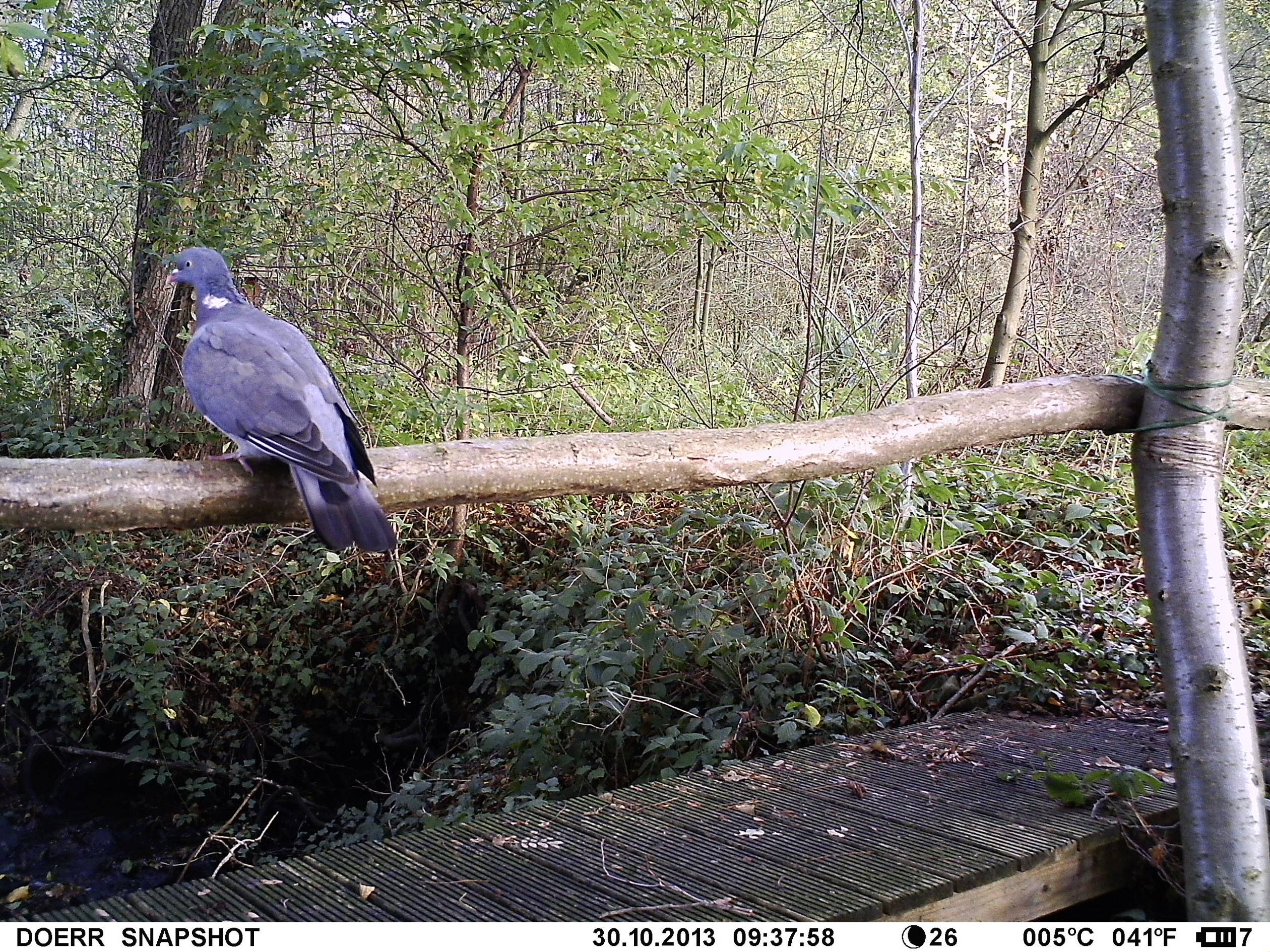 DÖRR SnapShot Mobil 5.1 Wildkamera 12 Megapixel Black LEDs, GSM-Modul Camouflage