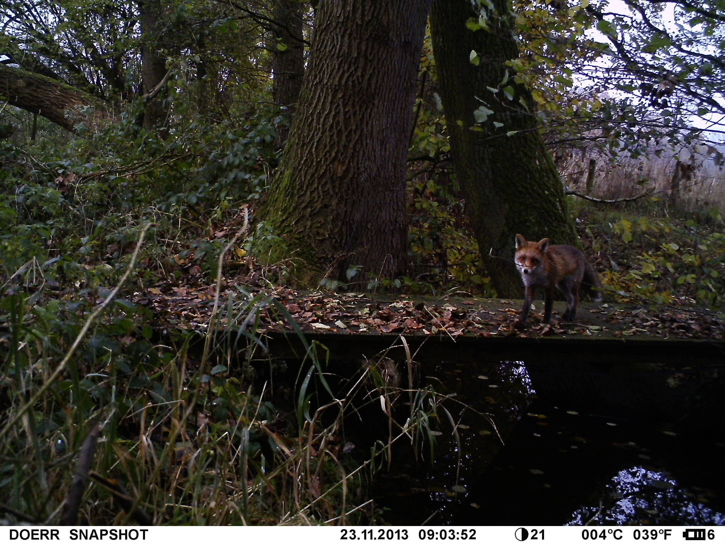 DÖRR SnapShot Mobil 5.1 Wildkamera 12 Megapixel Black LEDs, GSM-Modul Camouflage