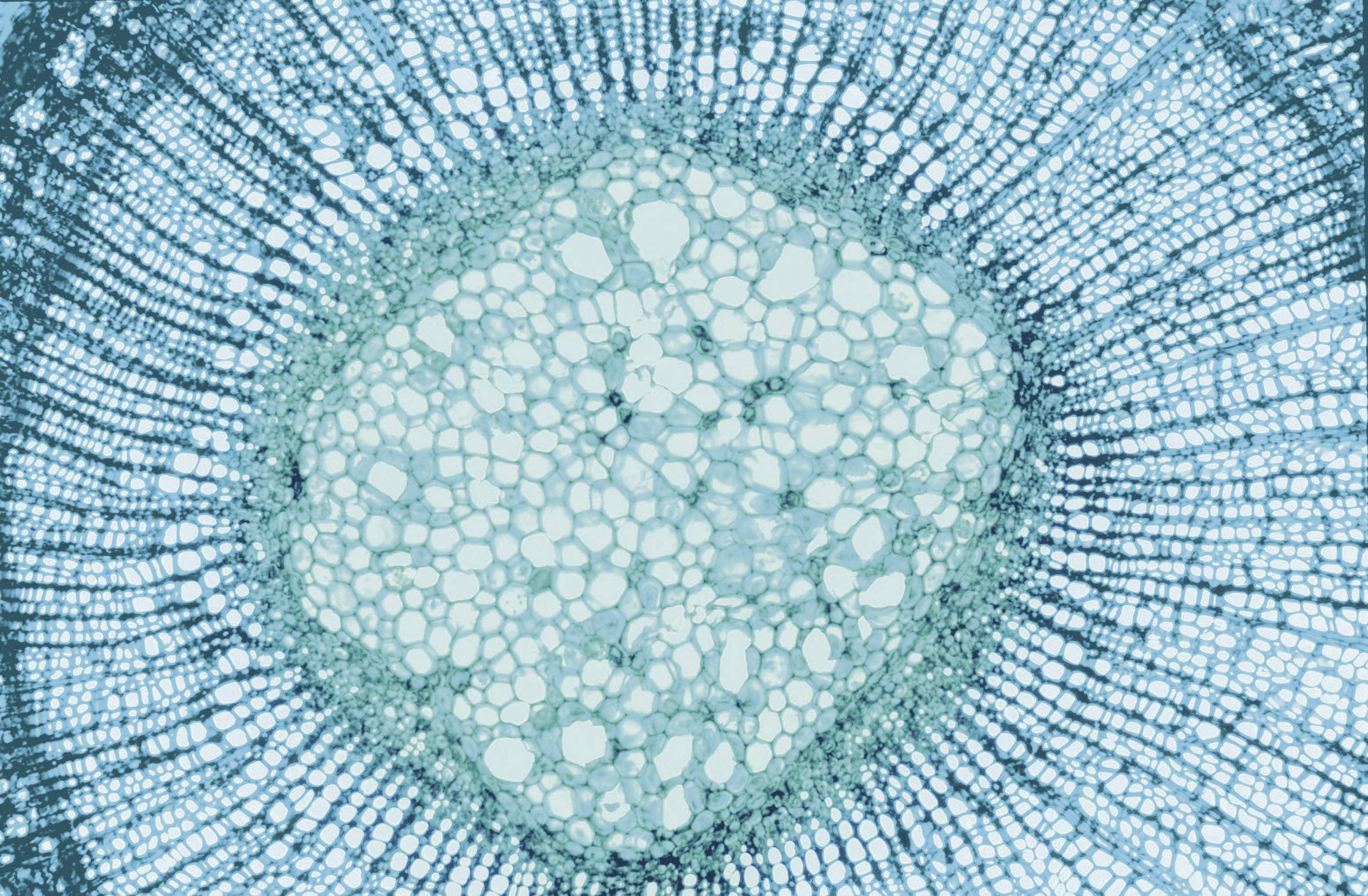 Eschenbach Stereomikroskop Binokular 20 x Auflicht