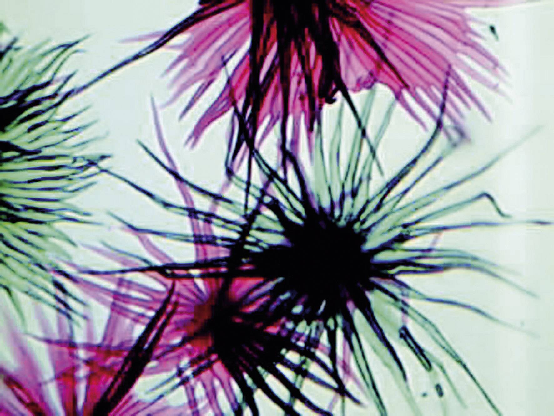 Eschenbach Stereomikroskop Binokular 20 x Auflicht