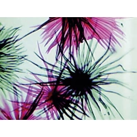 Eschenbach Stereomikroskop Binokular 20 x Auflicht Eschenbach Stereomikroskop Binokular 20 x Auflicht