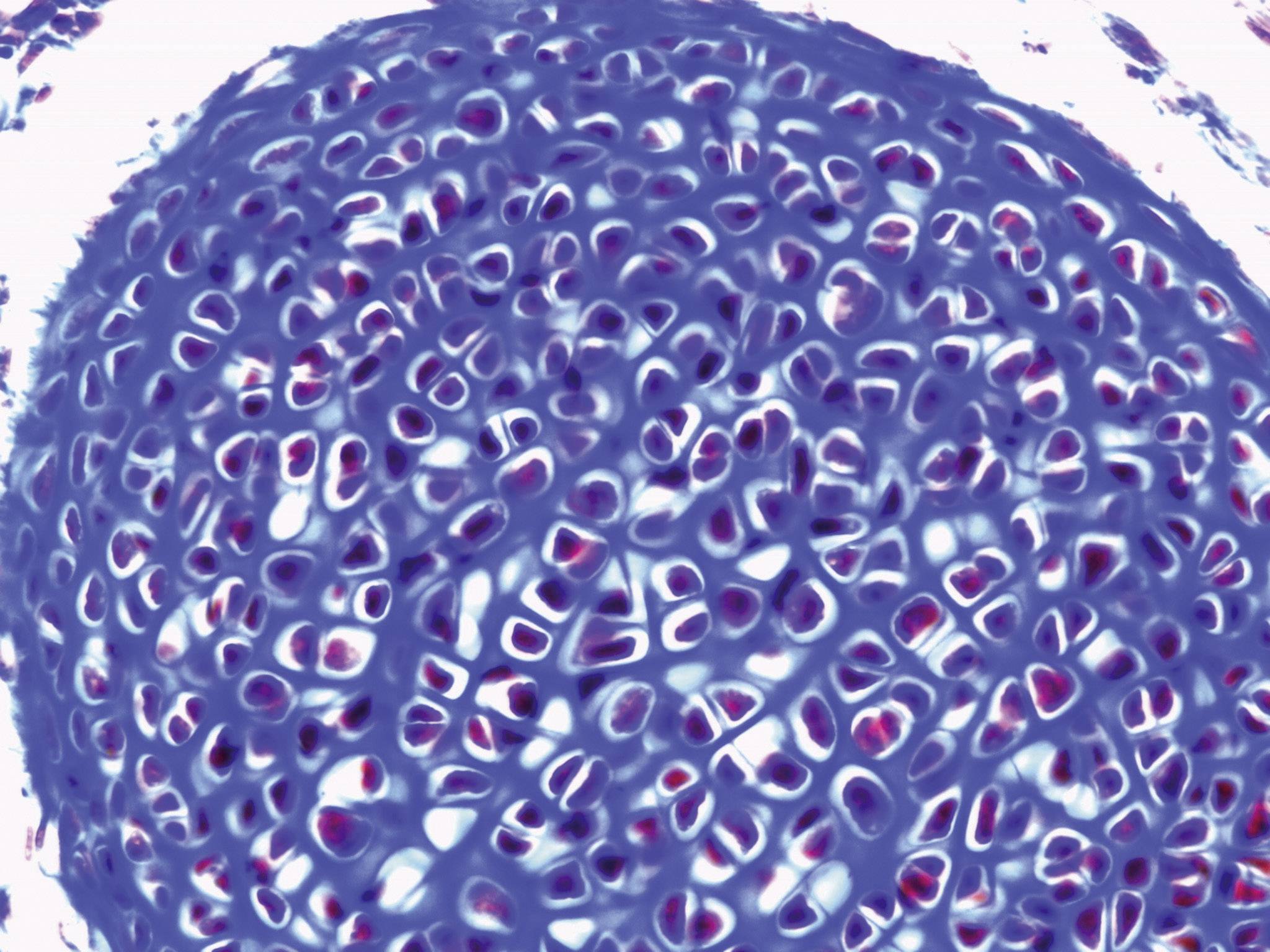 Leica Microsystems 13613383 DM300 Durchlichtmikroskop Monokular 1000 x Durchlicht