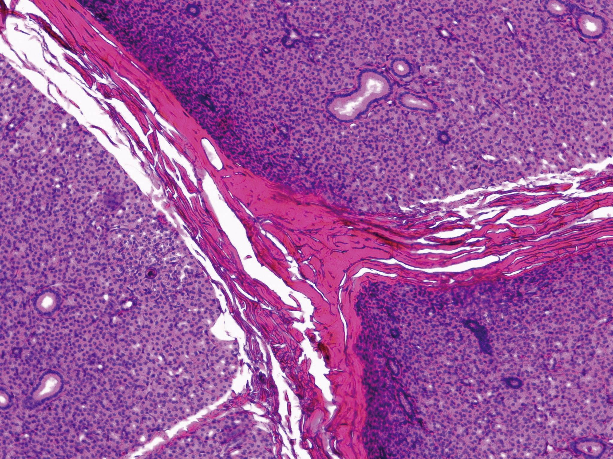 Leica Microsystems 13613384 DM300 Durchlichtmikroskop Binokular 1000 x Durchlicht
