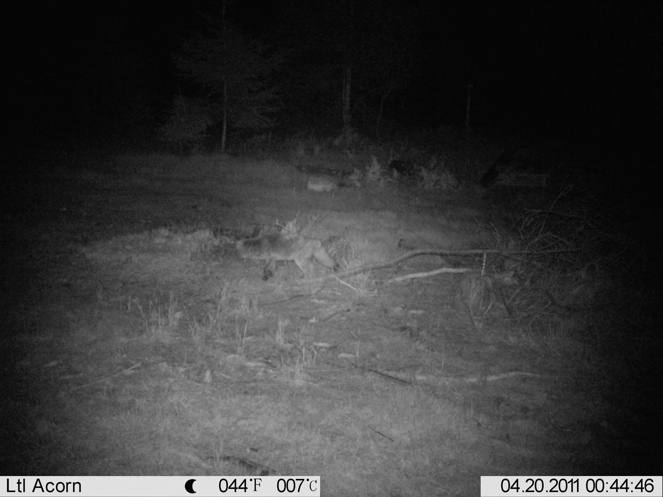 Berger & Schröter FullHD Wildkamera 16 Megapixel Black LEDs Braun