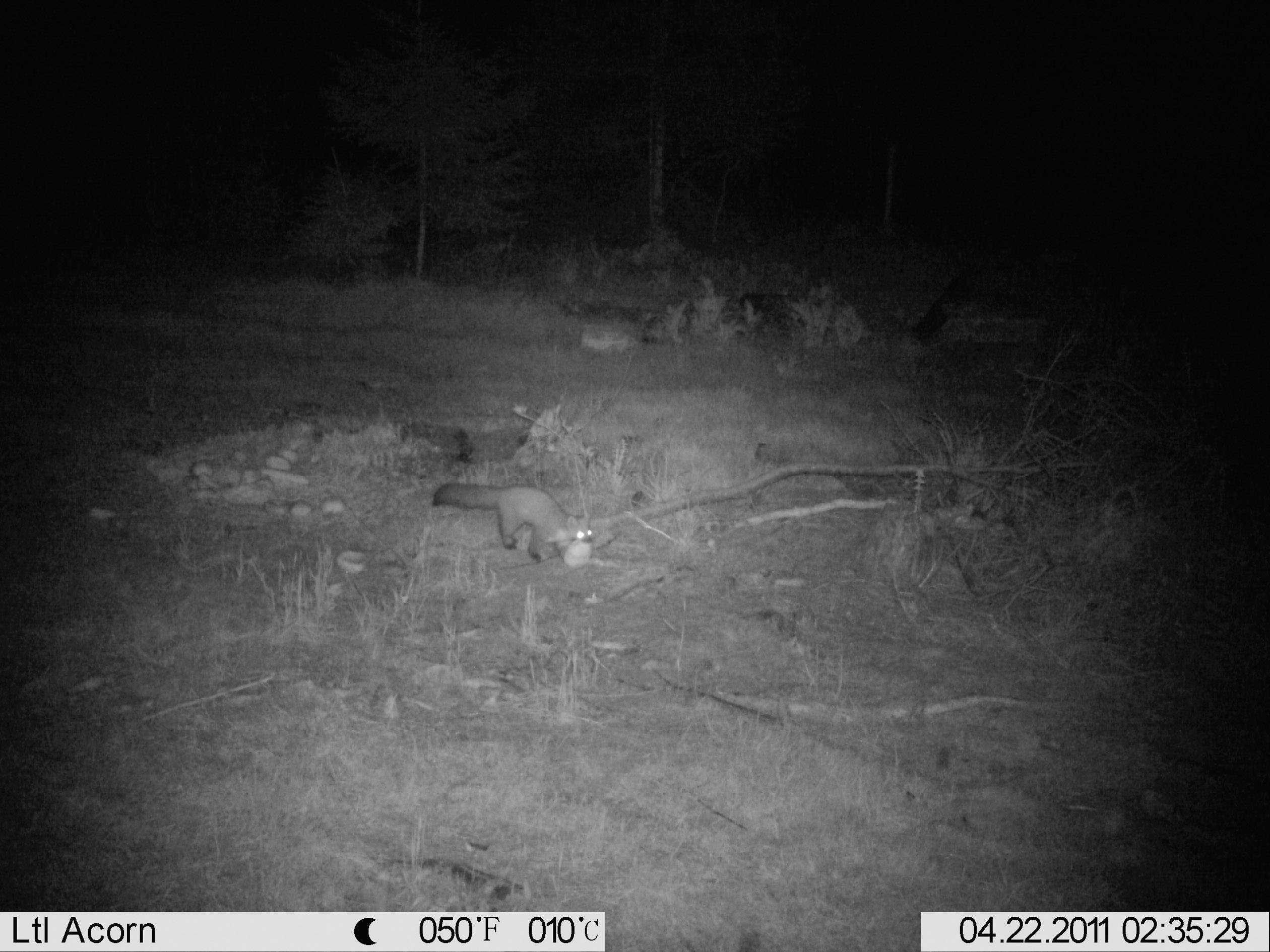 Berger & Schröter SG880MK18M/HD Wildkamera 18 Megapixel Black LEDs, Fernbedienung, GSM-Modul, Tonau