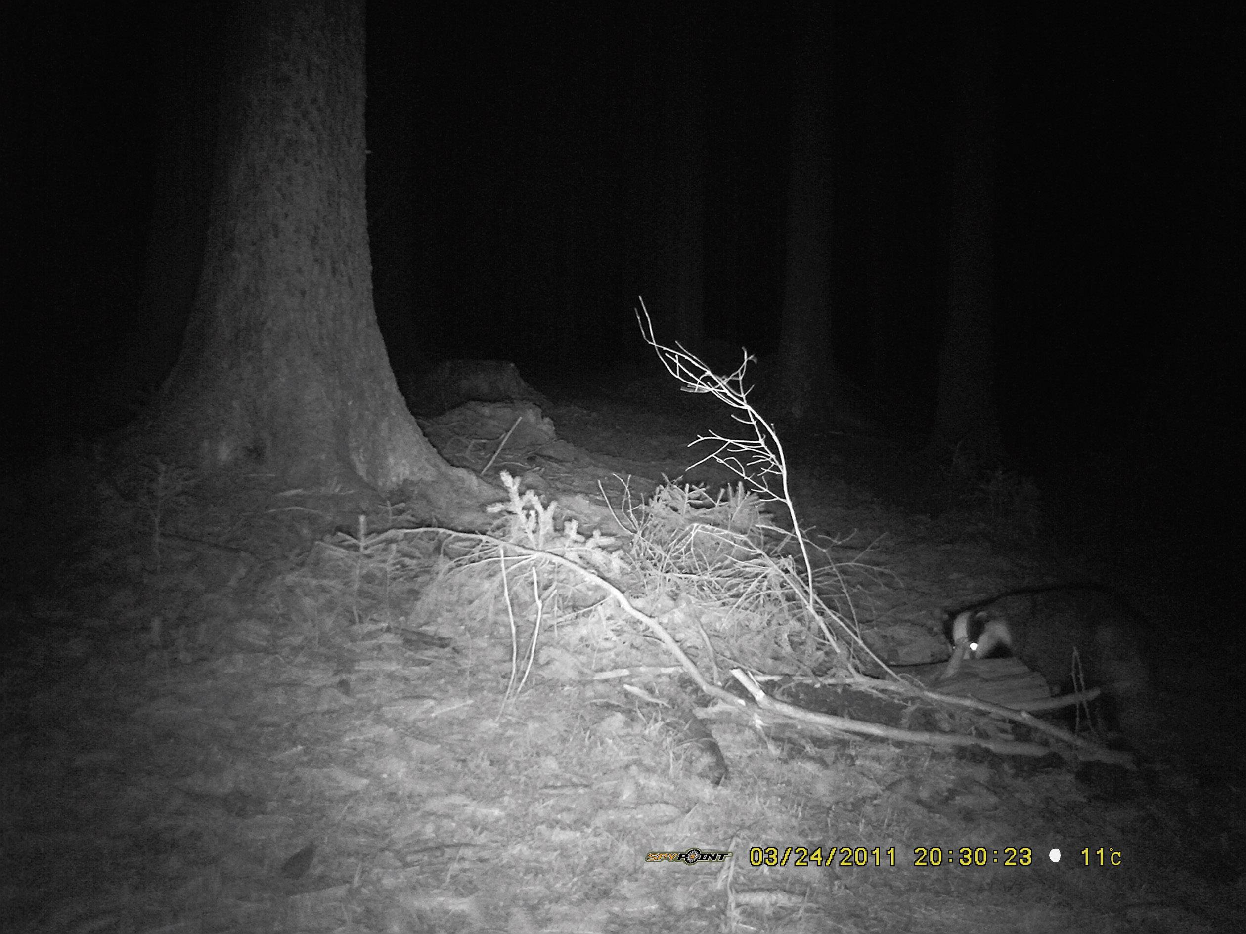 Berger & Schröter SG880MK18M/HD Wildkamera 18 Megapixel Black LEDs, Fernbedienung, GSM-Modul, Tonau