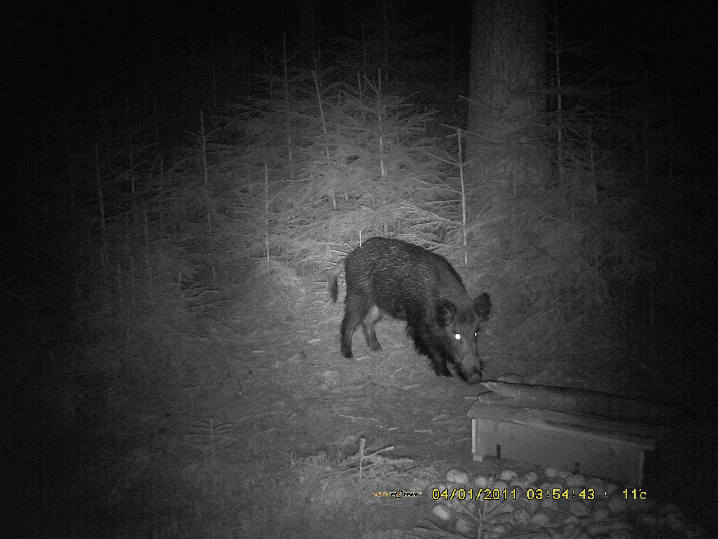 Berger & Schröter SG880MK18M/HD Wildkamera 18 Megapixel Black LEDs, Fernbedienung, GSM-Modul, Tonau