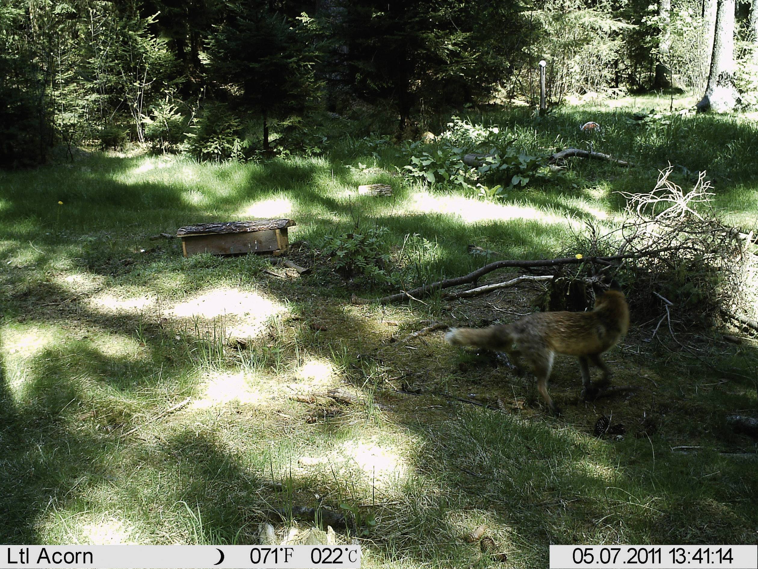 Berger & Schröter SG880MK18M/HD Wildkamera 18 Megapixel Black LEDs, Fernbedienung, GSM-Modul, Tonau