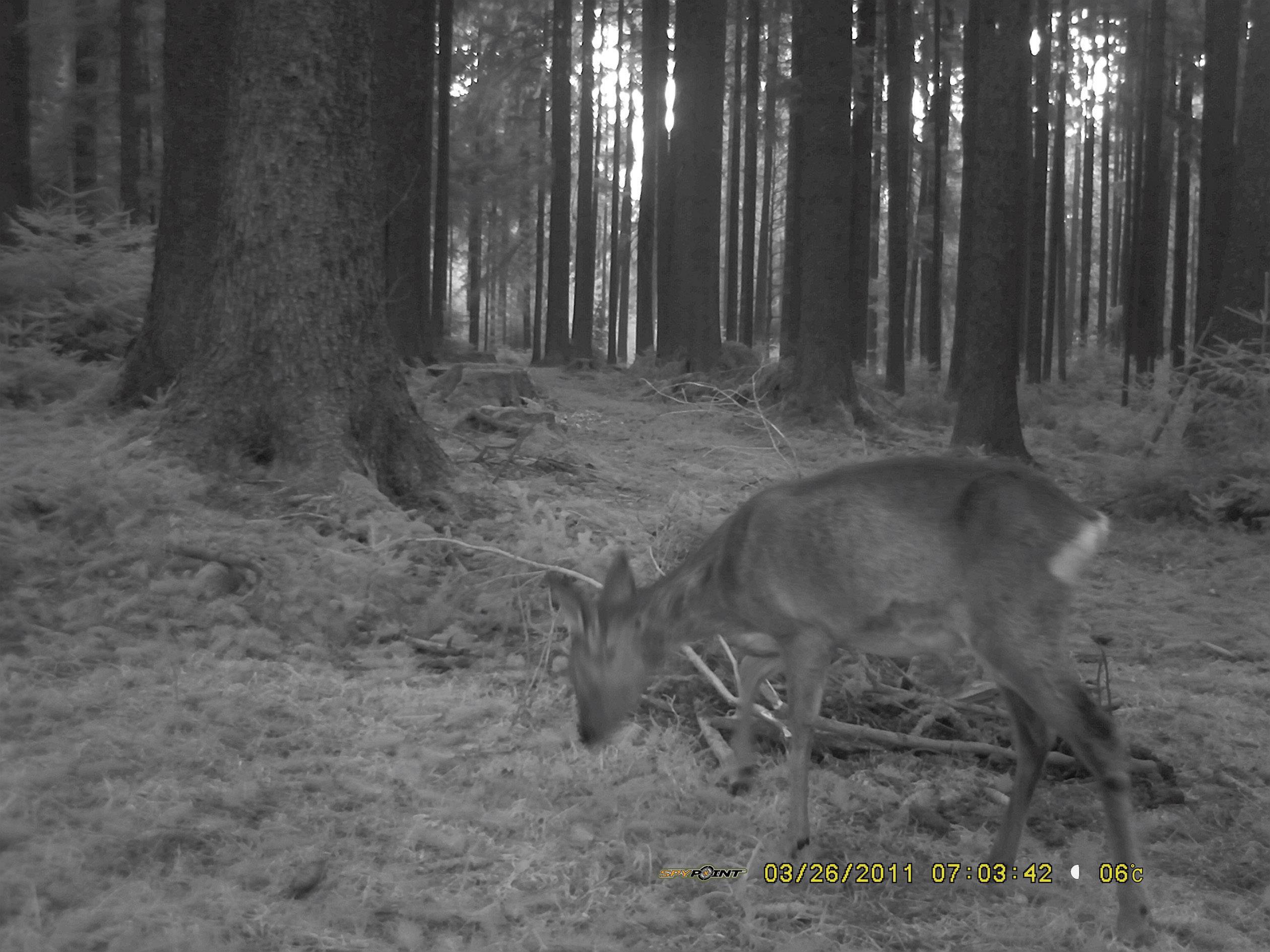 Berger & Schröter SG880MK18M/HD Wildkamera 18 Megapixel Black LEDs, Fernbedienung, GSM-Modul, Tonau