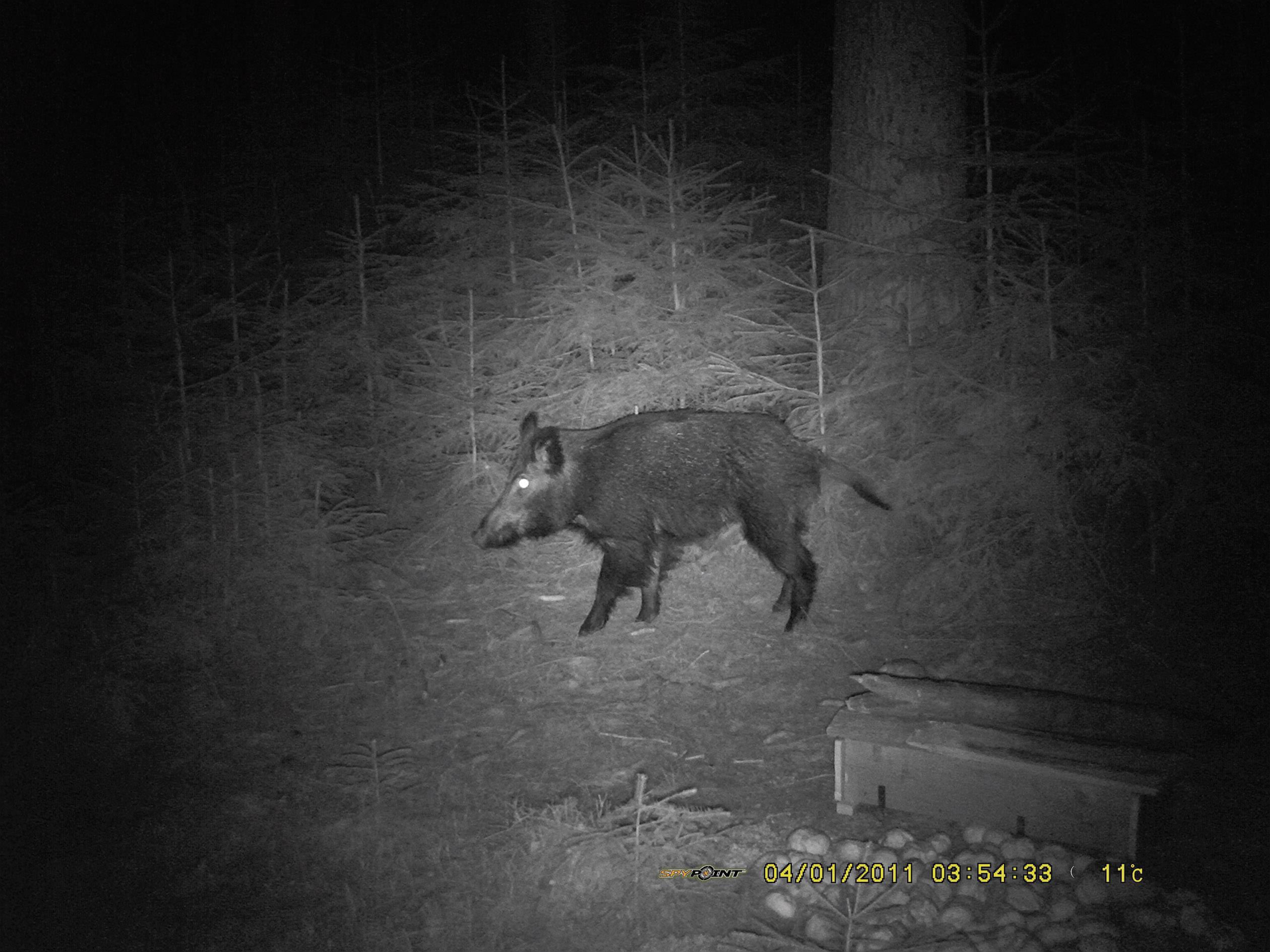 Berger & Schröter SG880MK18M/HD Wildkamera 18 Megapixel Black LEDs, Fernbedienung, GSM-Modul, Tonau