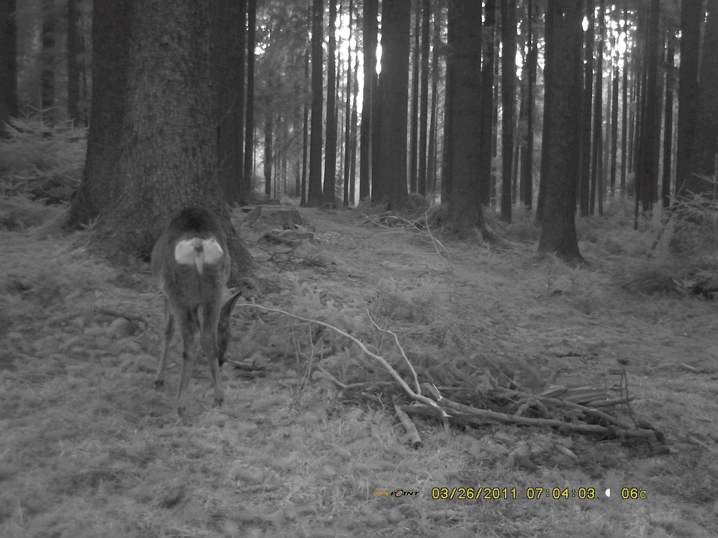 Berger & Schröter SG880MK18M/HD Wildkamera 18 Megapixel Black LEDs, Fernbedienung, GSM-Modul, Tonau