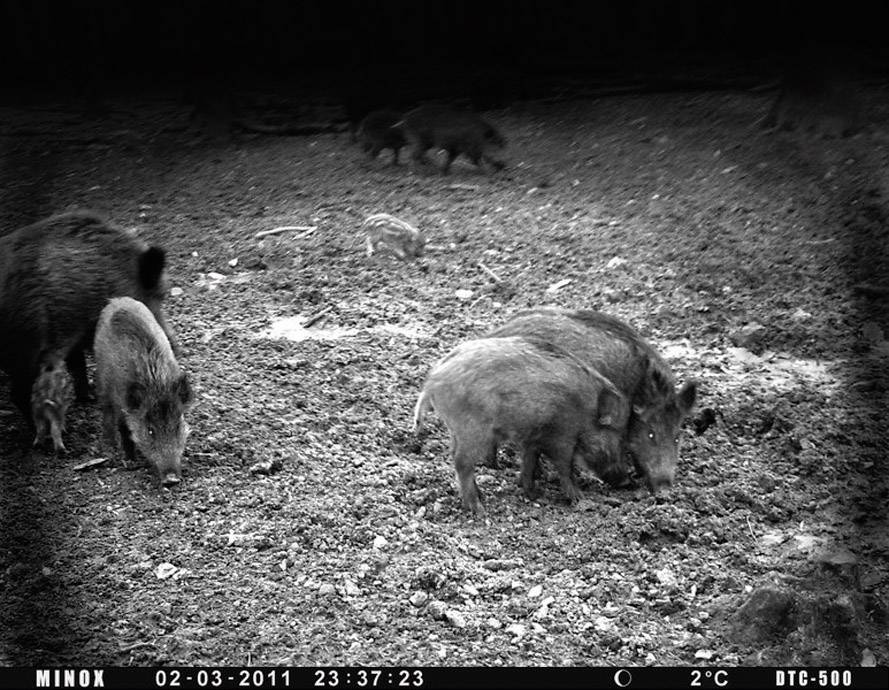 Minox Wildkamera DTC 500 60674 DTC 500 Fotofalle, Fotoschuss