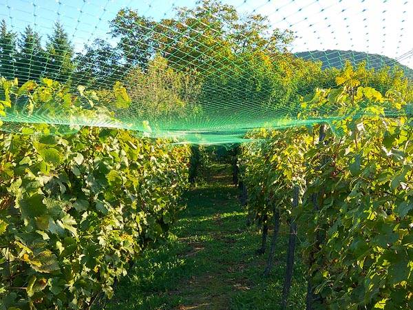 Perel GBN210, 1x -05410329367275